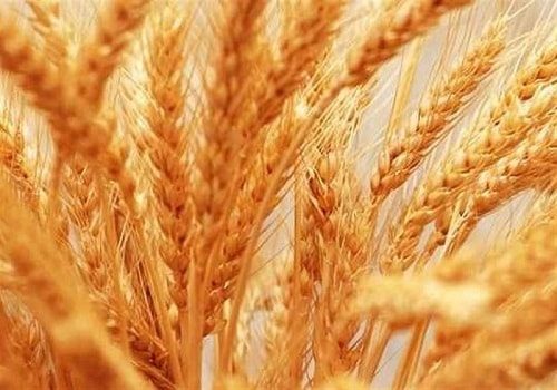 آغاز توزیع بیش از ۴ هزار تن بذر در استان سمنان