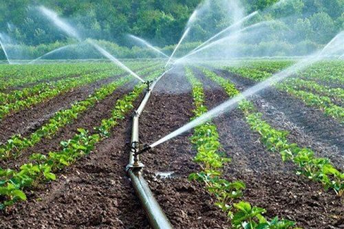 کاهش ۳۰ درصدی مصرف آب کشاورزی سمنان در چشم‌انداز ۱۰ ساله