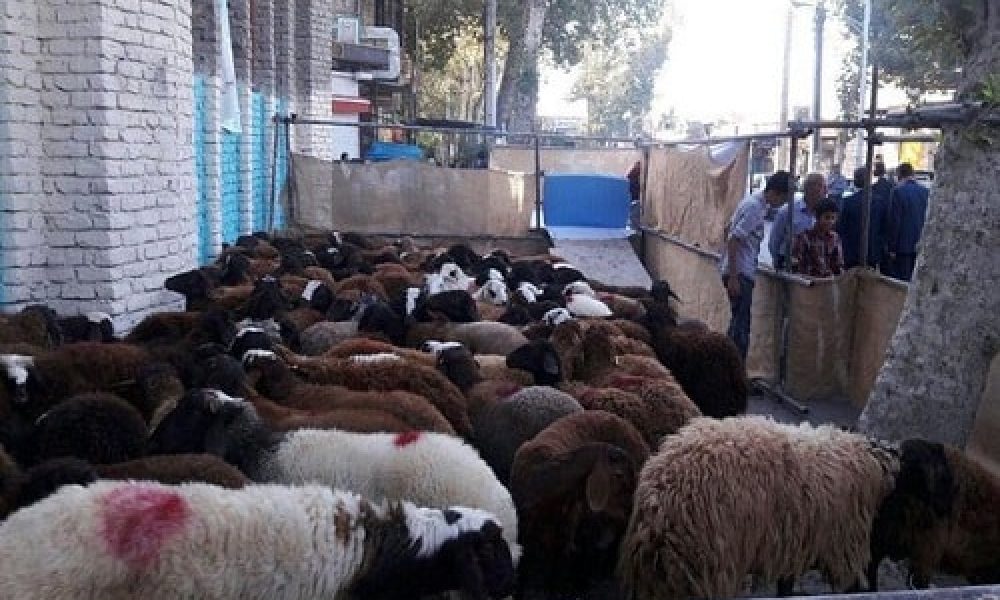 خیران سمنانی ۱۴۵۰  رأس گوسفند  قربانی کردند