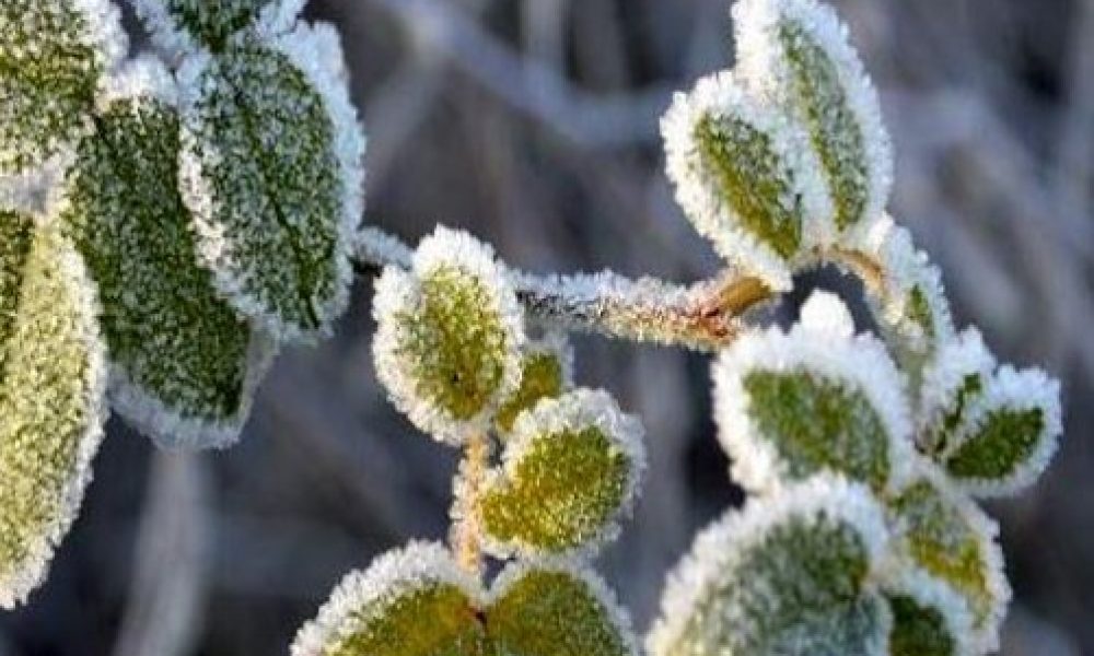 احتمال سرمازدگی محصولات کشاورزی | هشدار زرد هواشناسی