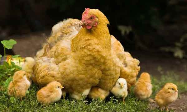 اجتناب از خرید مرغ های ایرانی با وزن بالا