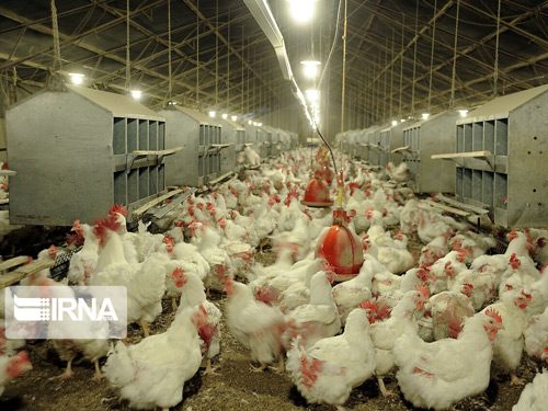تولید گوشت مرغ استان سمنان جوابگوی نیاز بازار عید است