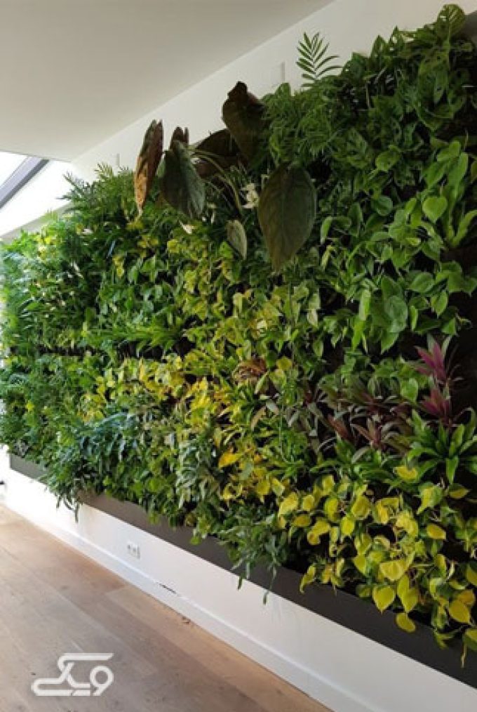طراحی و اجرای دیوار سبز در سمنان