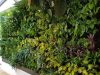 طراحی و اجرای دیوار سبز در سمنان