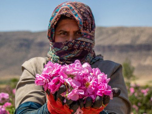 پیش‌بینی تولید ۶۵۰ تن گل محمدی در سمنان