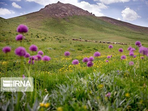 رفع ۵۱ هکتار تداخل اراضی کشاورزی ملی و غیر ملی در استان