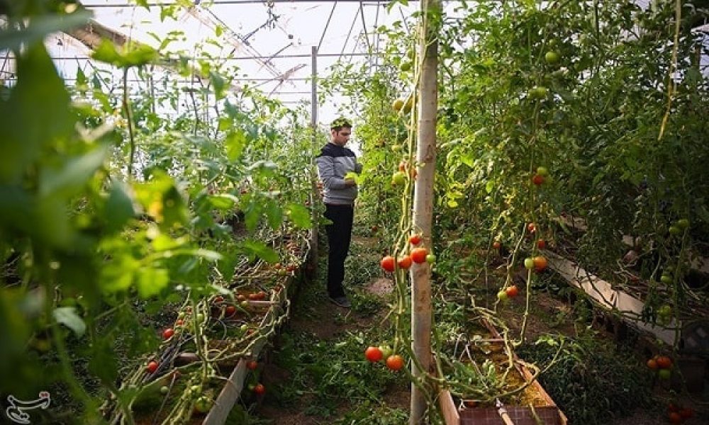 تولید میوه‌های گرمسیری در گلخانه‌های استان سمنان افزایش می‌یابد