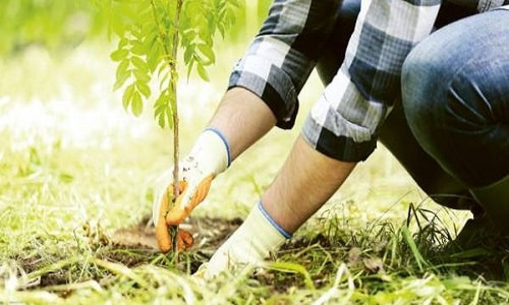 ضرورت کاشت درختان بی‌نیاز از آبیاری مستمر