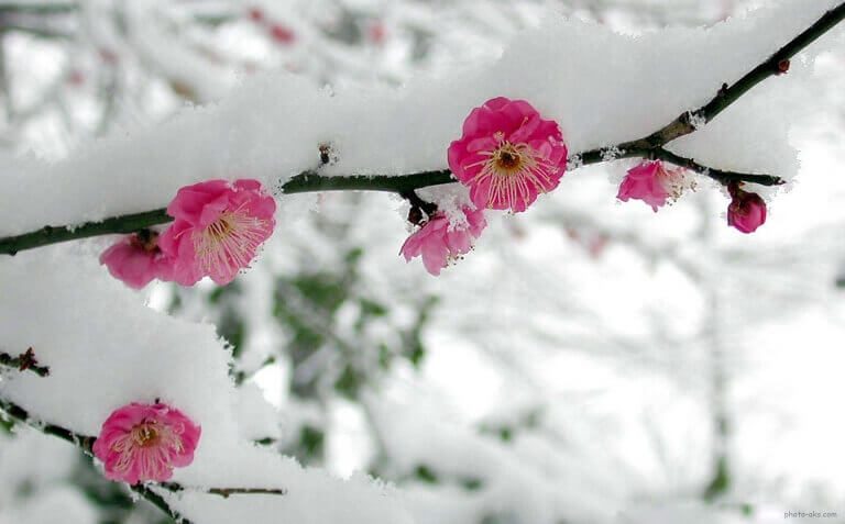 بارش برف پاییزی در میامی+ تصاویر