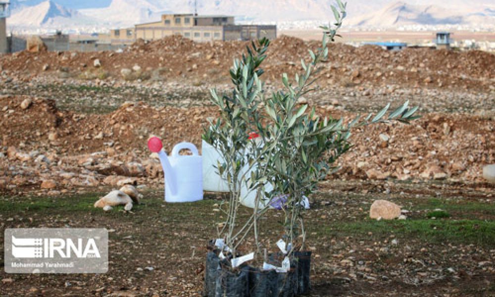 توزیع ۸۰۰ هزار اصله نهال برای ترویج درختکاری در استان