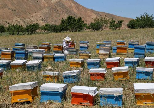 سمنان استانی امن برای پرورش زنبور عسل