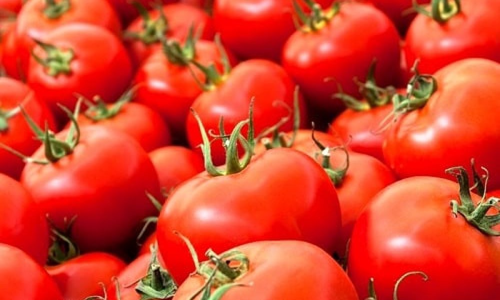 آغاز خرید حمایتی گوجه فرنگی در سمنان