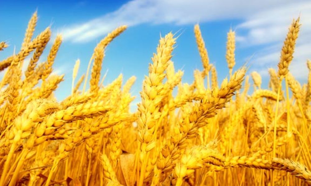 افزایش ۳۷ درصدی تولید گندم در استان سمنان