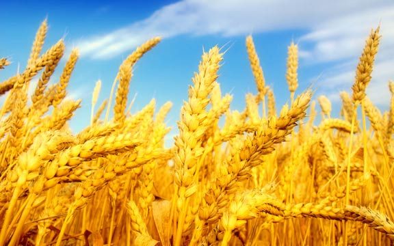 افزایش ۳۷ درصدی تولید گندم در استان سمنان