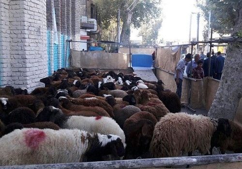 خیران سمنانی ۱۴۵۰  رأس گوسفند  قربانی کردند
