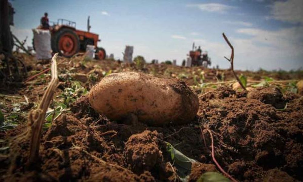 پیش بینی برداشت ۵۴ هزار تن سیب زمینی از مزارع استان سمنان
