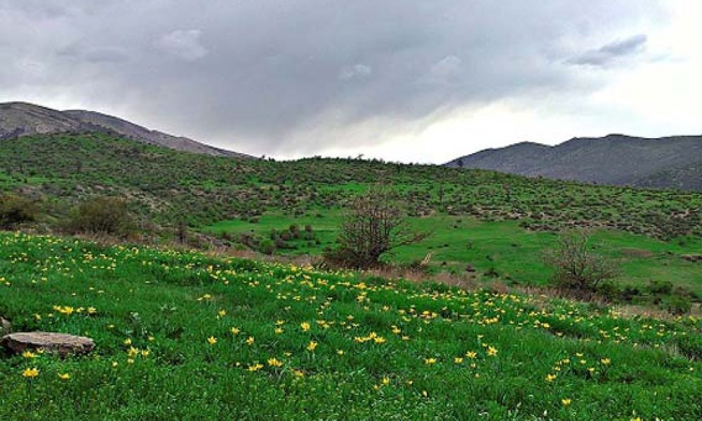 جنگل رودبارک مهدیشهر؛ بازمانده‌ی جنگل‌های هیرکانی/گزارش تصویری