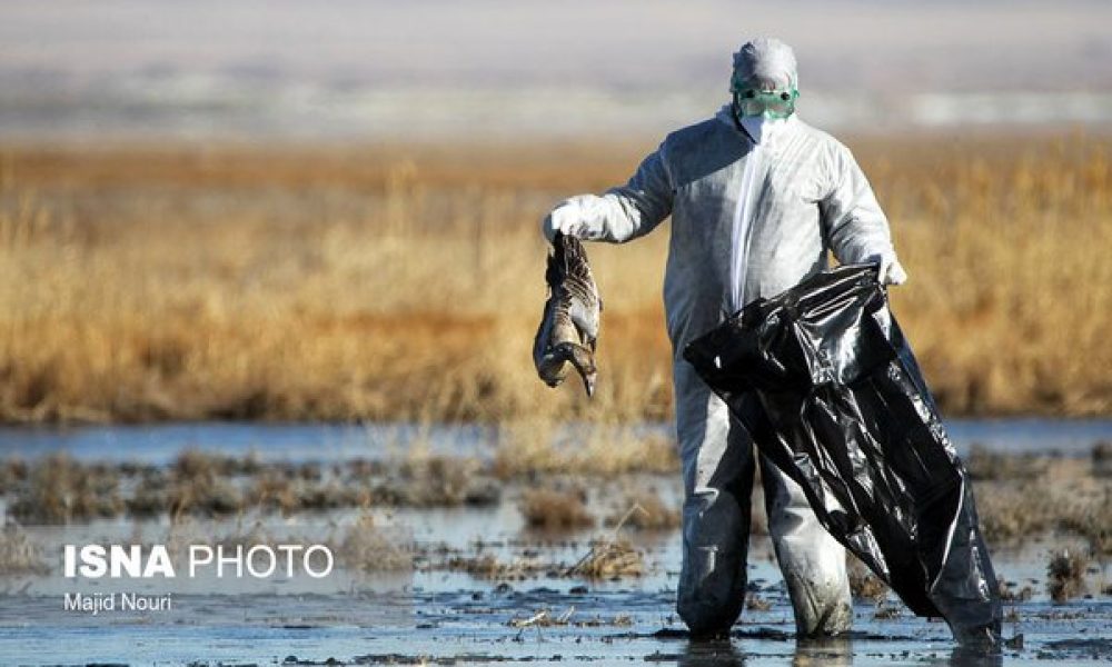 شناسایی یک کانون آنفلوانزای فوق حاد پرندگان در استان سمنان