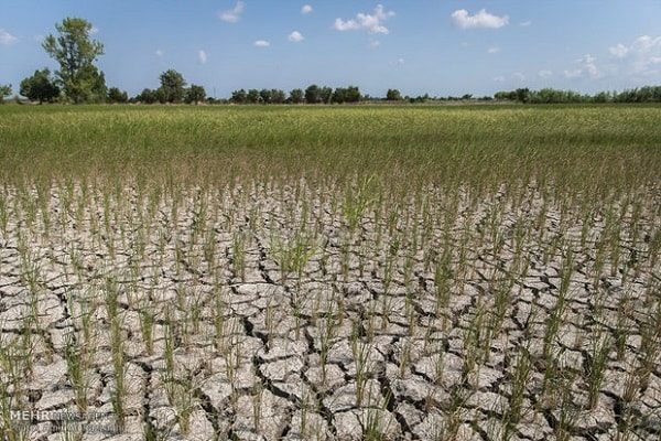 خشکسالی وکم آبی مهمترین مشکل کشاورزی سمنان است