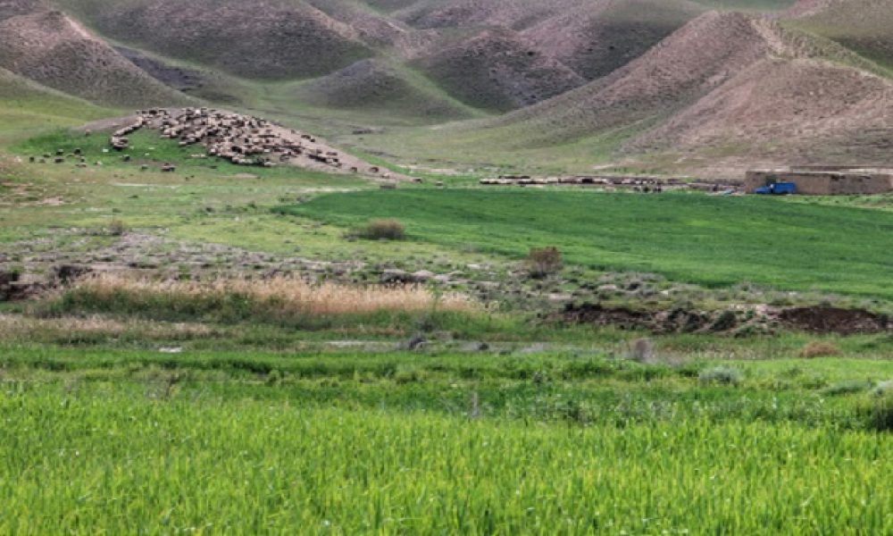اجرای عملیات بیولوژیک مراتع در استان سمنان