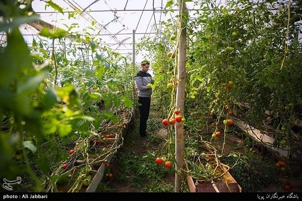 تولید میوه‌های گرمسیری در گلخانه‌های استان سمنان افزایش می‌یابد