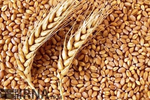 بیش از ۸۴ هزار تن گندم کشاورزان سمنان تضمینی خریداری شد