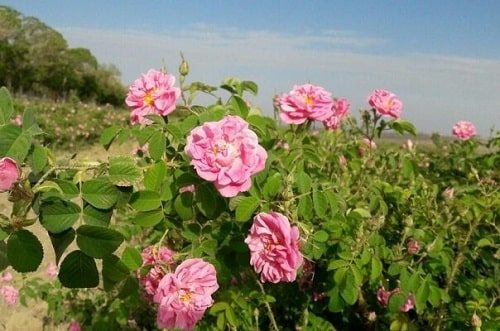کشت گل محمدی در استان سمنان ۷۰ درصد افزایش یافت