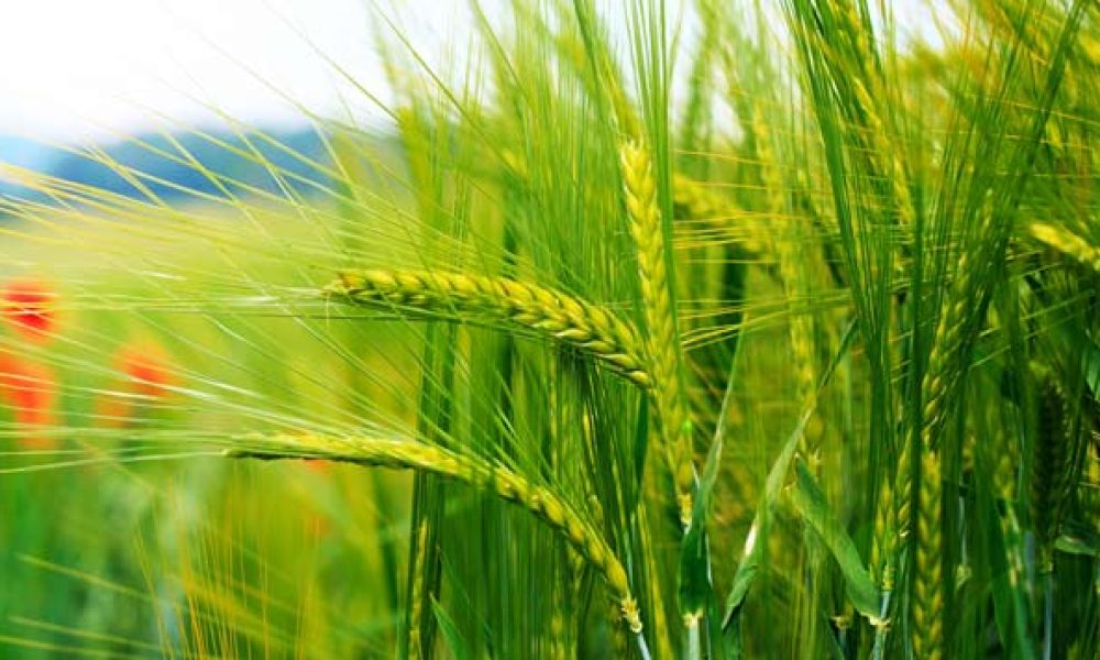 برداشت بیش از ۱۳۰ هزار تن گندم در استان سمنان