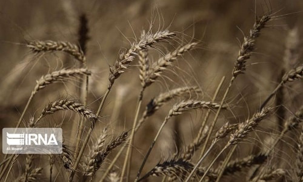 یک هزار تن بذر جو اصلاح‌شده در سمنان تولید و فرآوری شد