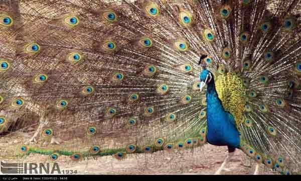 باغ وحش پارک سوکان سمنان/گزارش تصویری