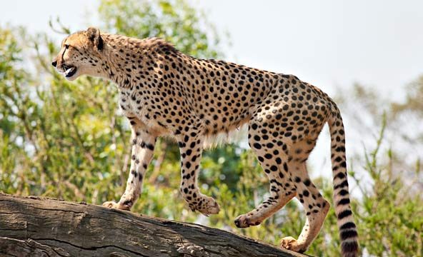اجرای طرح حفاظت از یوزپلنگ آسیایی در استان سمنان