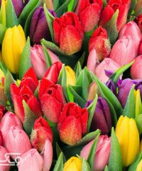 گلسرای افرا