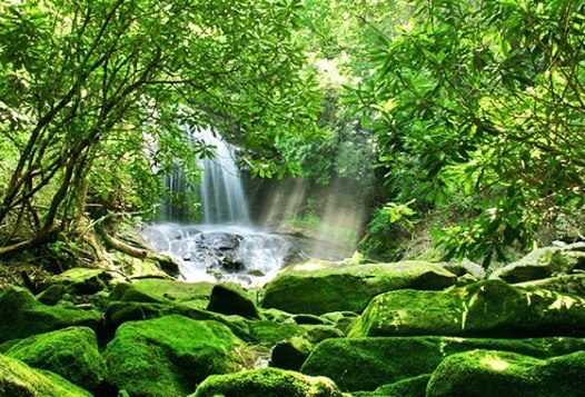 اجرای طرح «هفت» برای حفاظت از عرصه‌های منابع طبیعی در استان سمنان