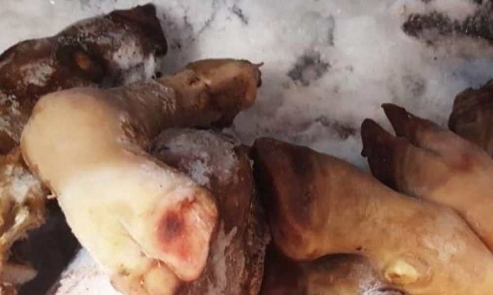 معدوم سازی فرآورده های دامی غیر بهداشتی در سمنان