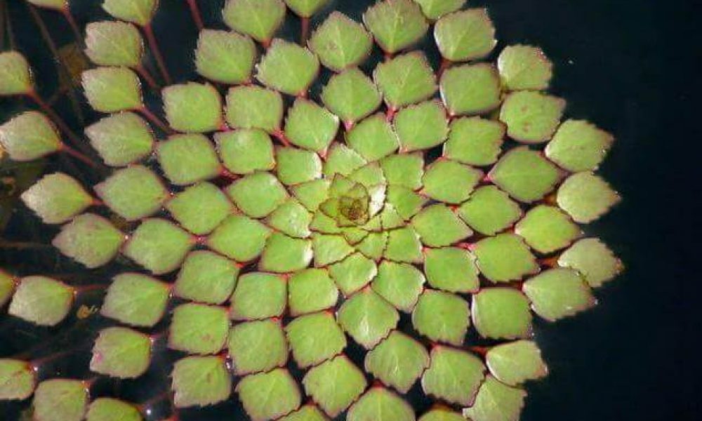 راه‌اندازی “اتوبوس نظم و دوستی”در استان سمنان