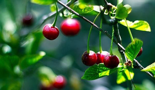 پیش‌بینی برداشت بیش از ۶ هزار تن آلبالو از باغات استان سمنان