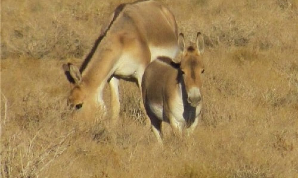 آخرین وضعیت گورخرهای رهاسازی شده در پارک ملی کویر