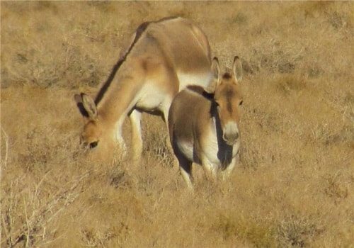 آخرین وضعیت گورخرهای رهاسازی شده در پارک ملی کویر