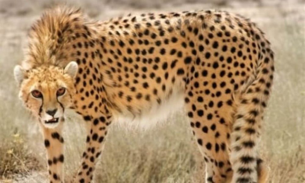 موافقت وزارت راه و شهرسازی با ایجاد کریدور سبز در استان سمنان