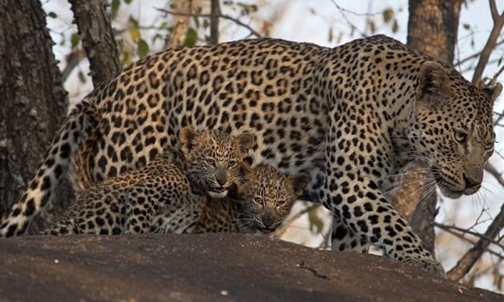 رؤیت  پلنگ ایرانی در منطقه حفاظت شده استان سمنان