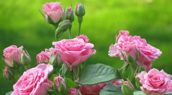 برداشت گل‌محمدی از باغات سمنان