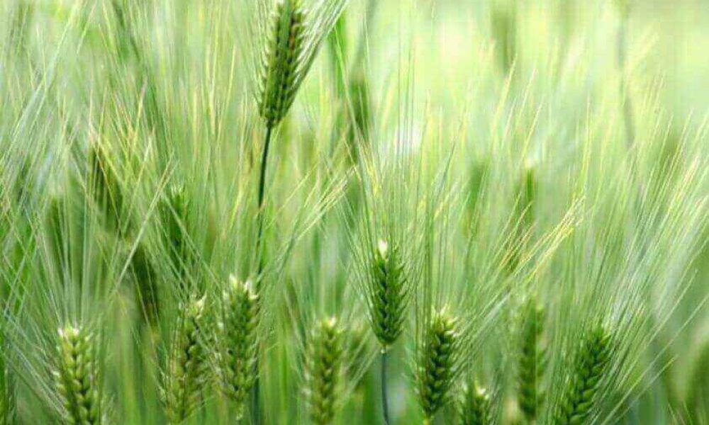 افزایش ۳۷درصدی تولیدات کشاورزی باوجود کاهش سطح زیرکشت در استان سمنان