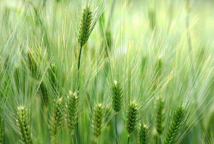 افزایش ۳۷درصدی تولیدات کشاورزی باوجود کاهش سطح زیرکشت در استان سمنان