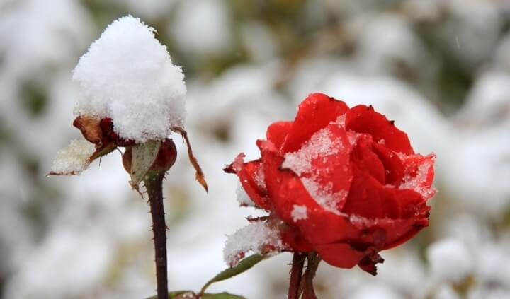 اولین بارش برف پاییزی، سمنان را سفیدپوش کرد + تصاویر