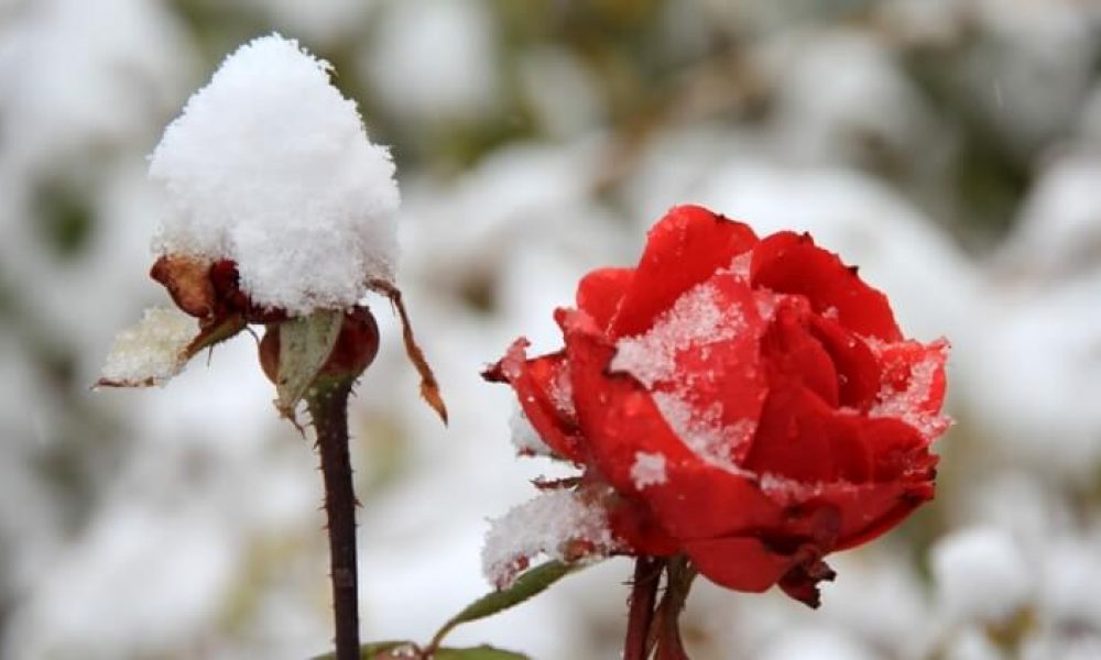 اولین بارش برف پاییزی، سمنان را سفیدپوش کرد + تصاویر