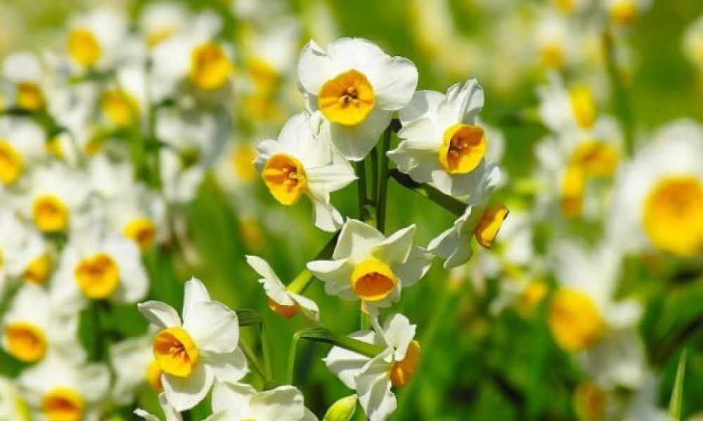 سمنان به‌عنوان مهد پرورش گل نرگس کویری معرفی شود /گزارش تصویری جشنواره گل نرگس