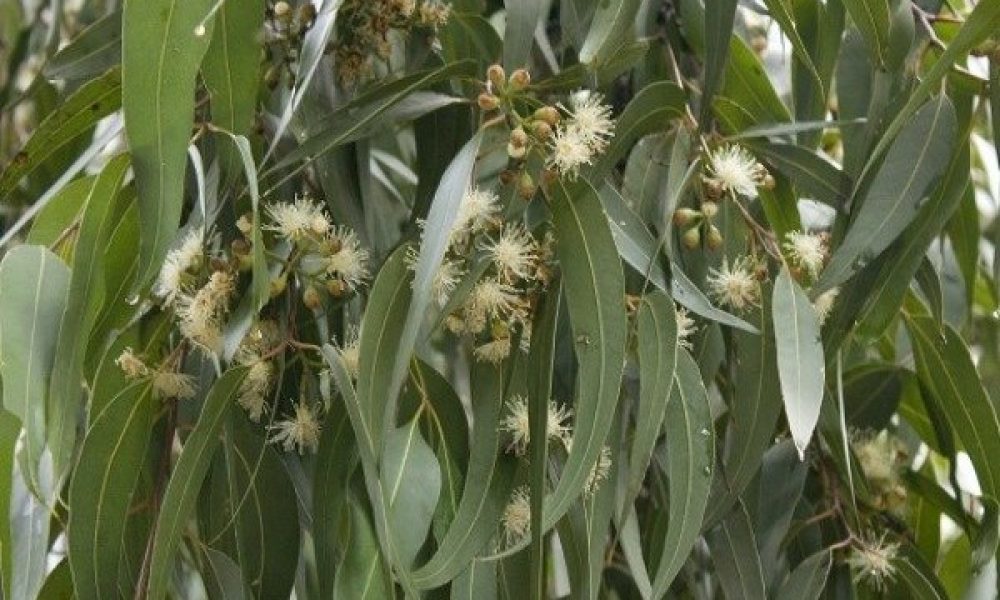 خداحافظی اکالیپتوس و کاج تهران با طبیعت سمنان