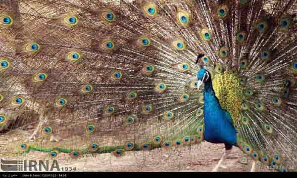 باغ وحش پارک سوکان سمنان/گزارش تصویری