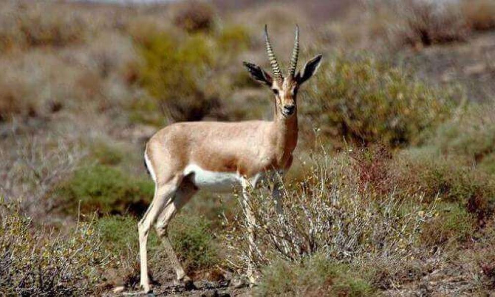 زیستگاه توران بزرگترین ذخیره گاه زیست کره ایران + تصاویر