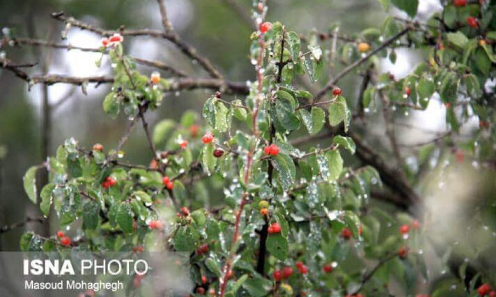 طبیعت زیبای جنگل رودبارک/گزارش تصویری/
